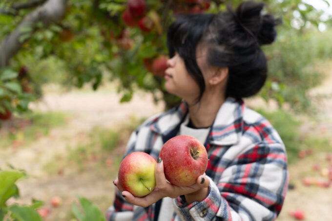 picking apples in an orchard in Oak Glen