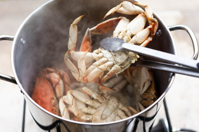 holding steamed Dungeness crab with tongs