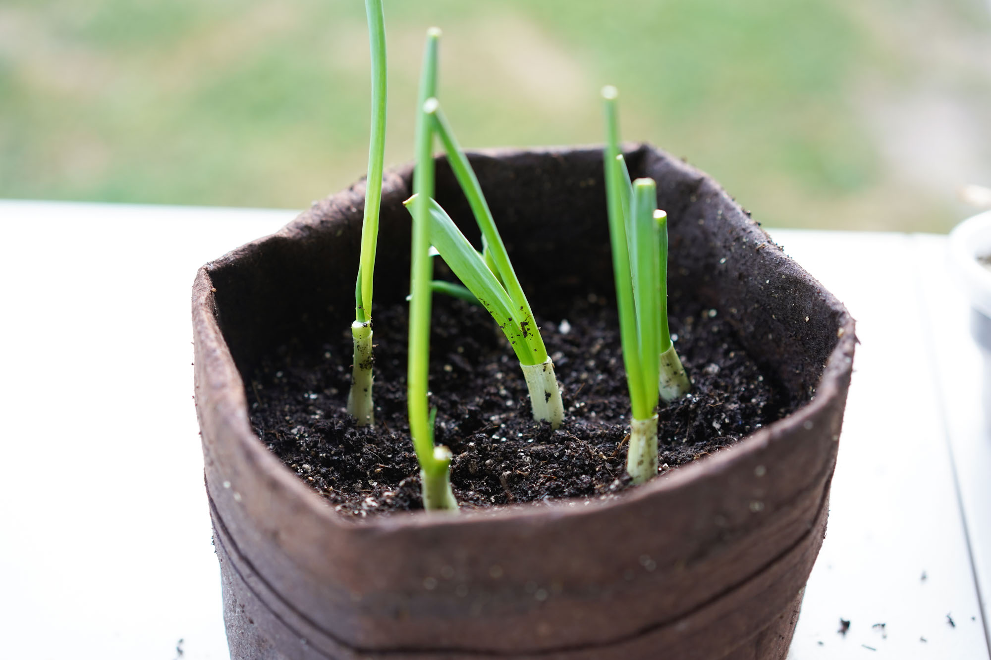 covering roots of green onion