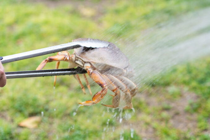 how to cook whole dungeness crab