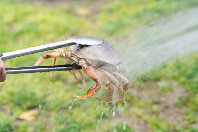 rinsing off Dungeness crab with hose outdoors