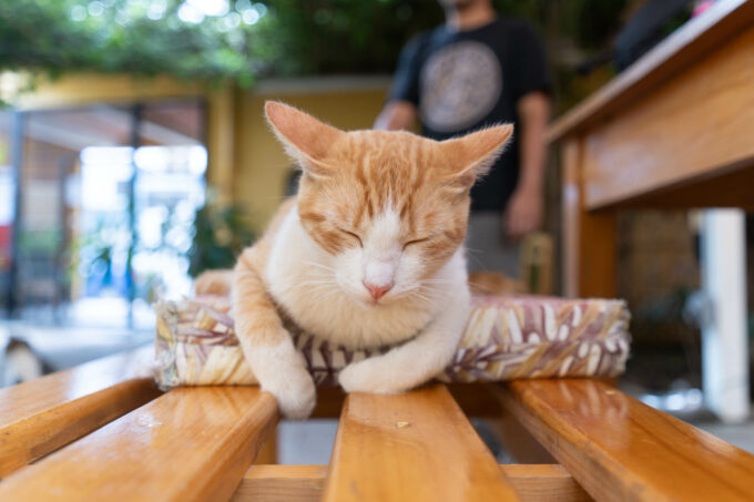 orange sleeping cat from La Selva de Los Gatos