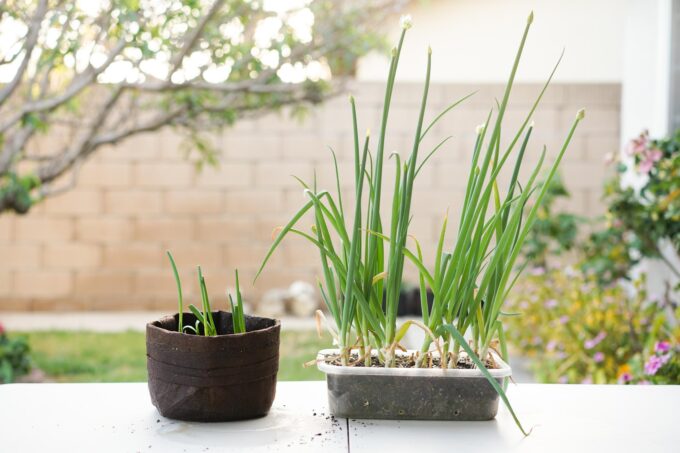 new and older pots of green onions grown from scraps