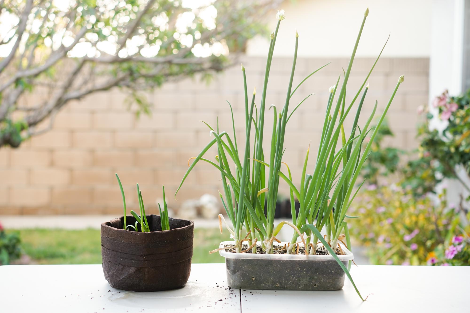 pots of regrown green onions