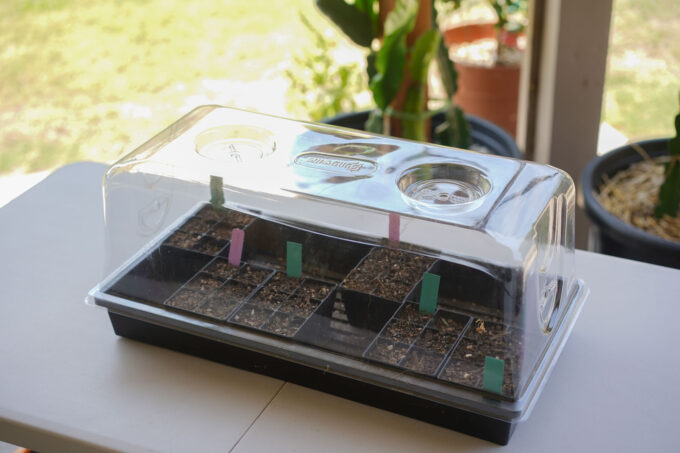 plastic dome covering a seedling tray