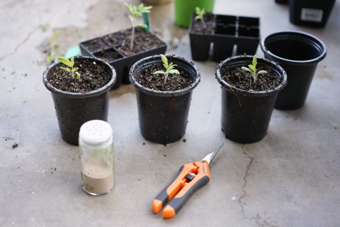repotting tomato seedlings into larger pots