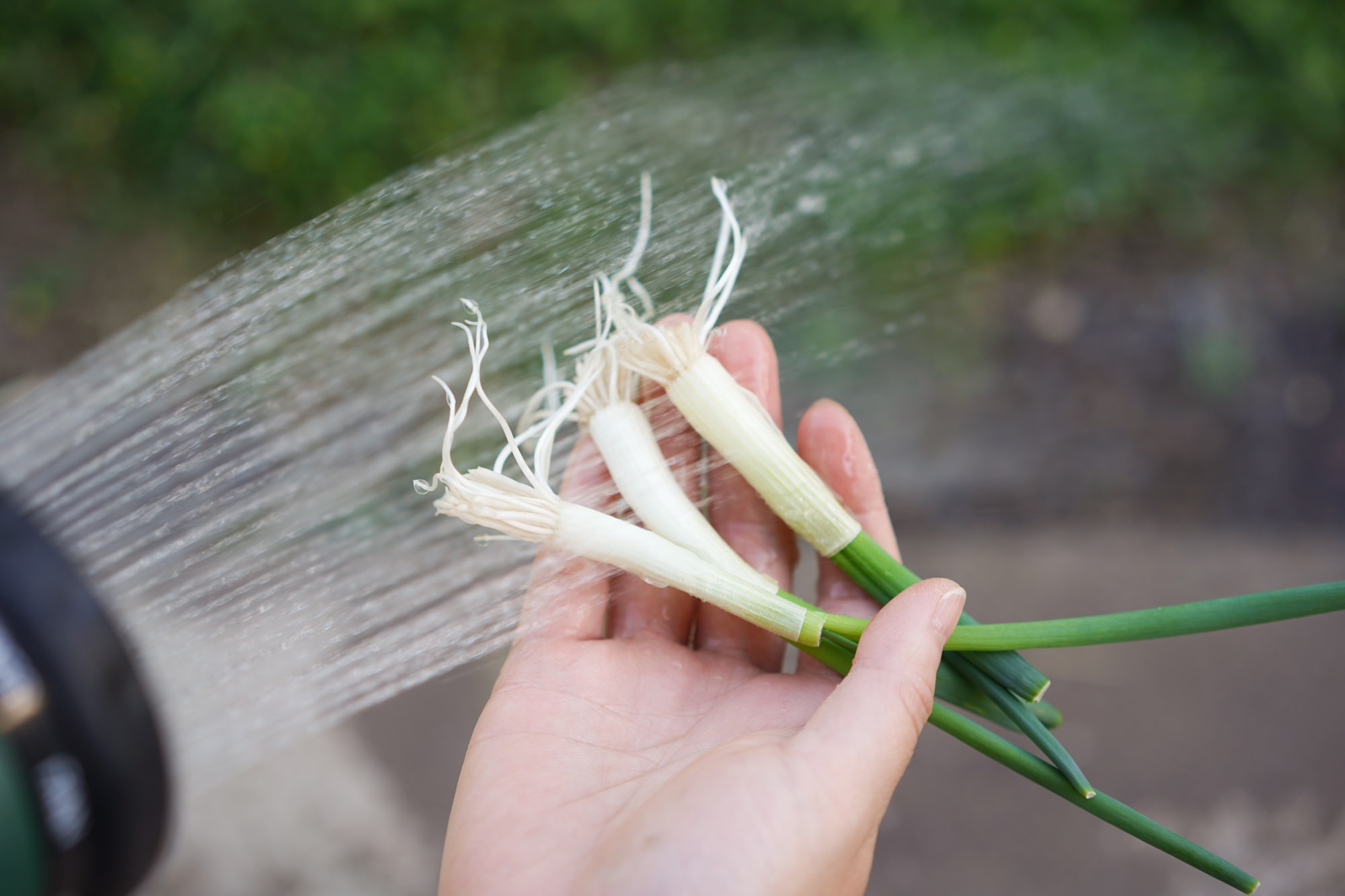 rinsing green onion scraps