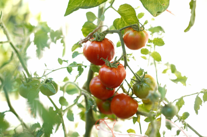 ripe red tomatoes on a vine