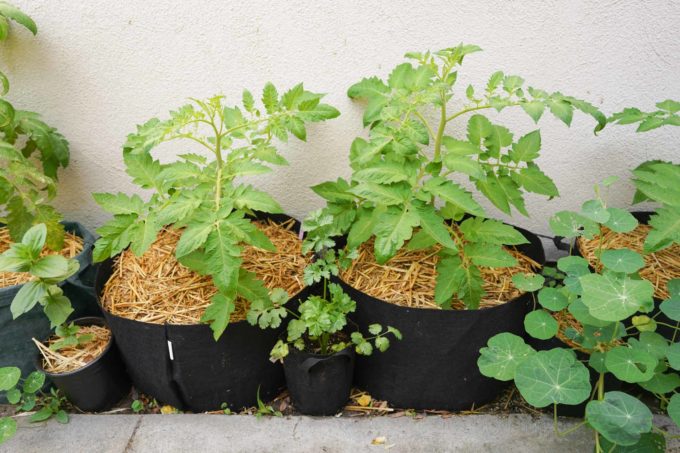 two san marzano tomato plants in grow bags