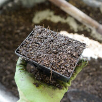 seedling tray with potting soil