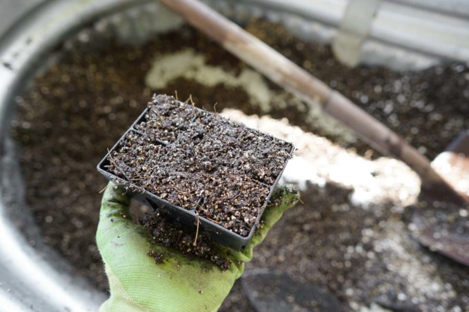 seedling tray with soil