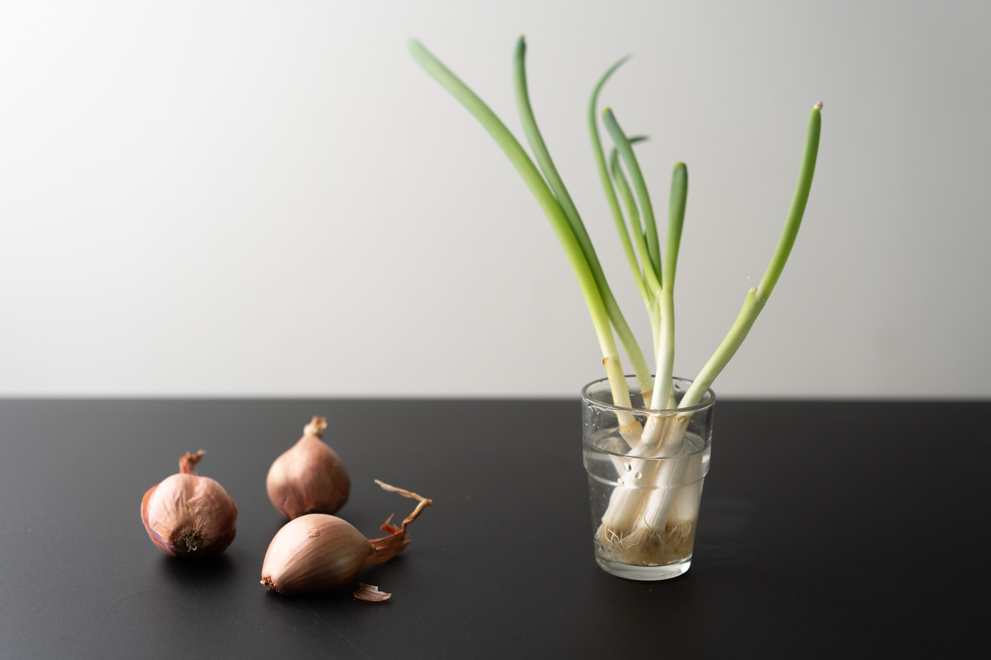 shallots vs. green onions