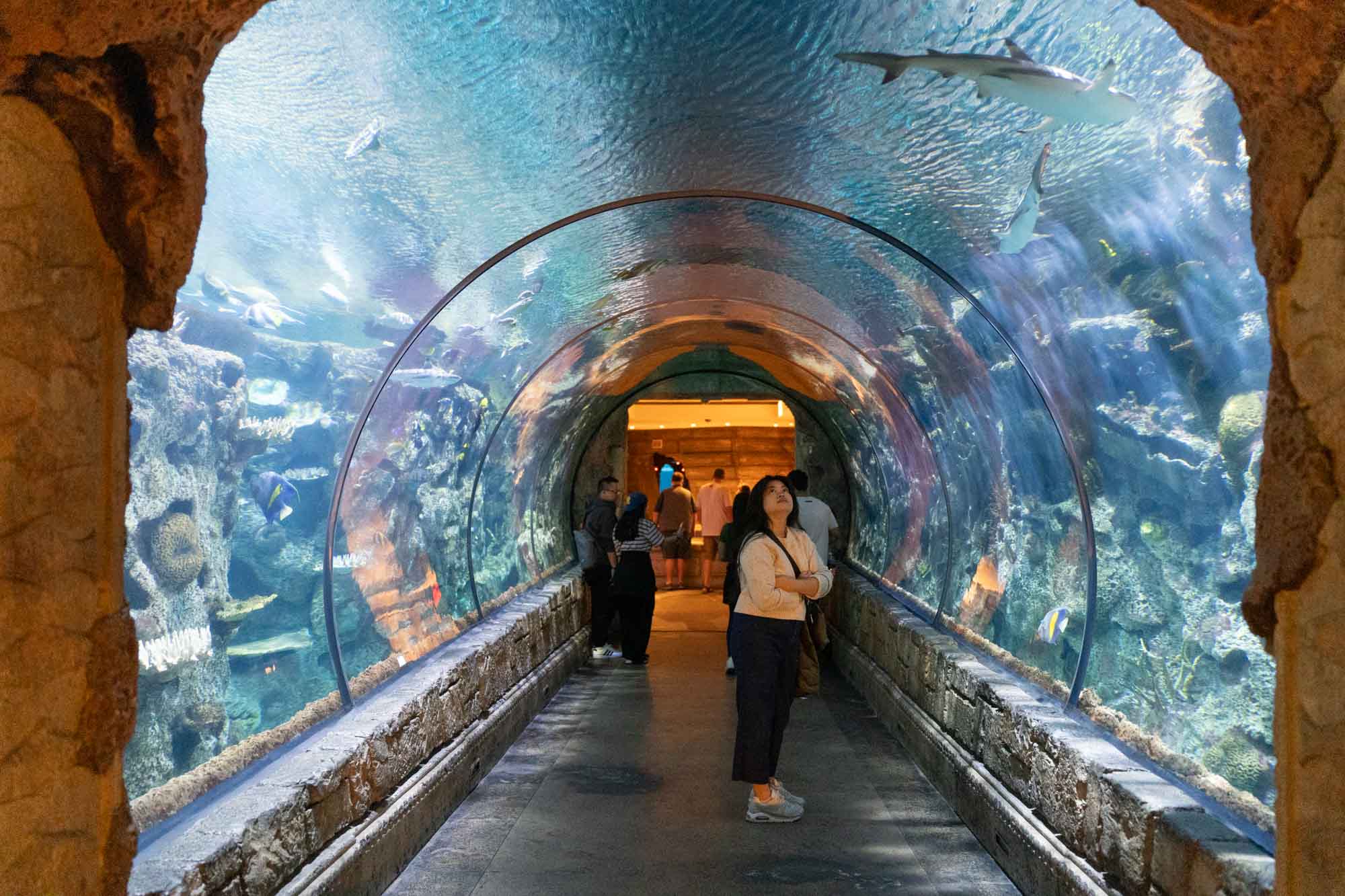 Mandalay Bay's Shark Reef Aquarium
