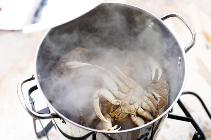 steaming whole Dungeness crab in a pot