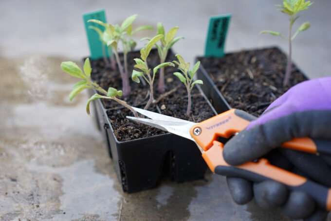 thinning out tomato seedlings