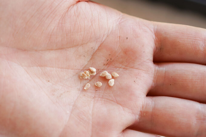 tomato seeds in a hand