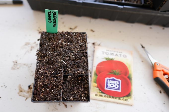 tomato seeds planted into seed starting tray