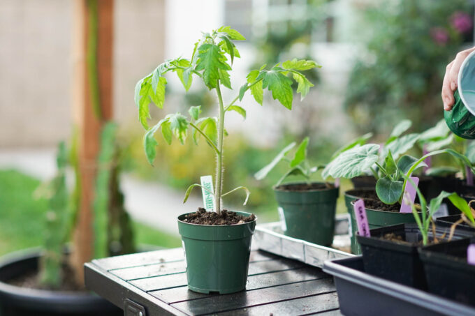 hardening off a tomato seedling outside