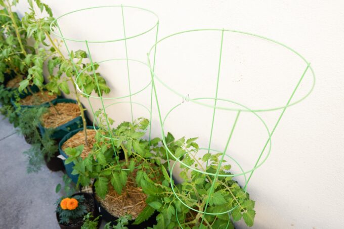 two wire tomato trellises