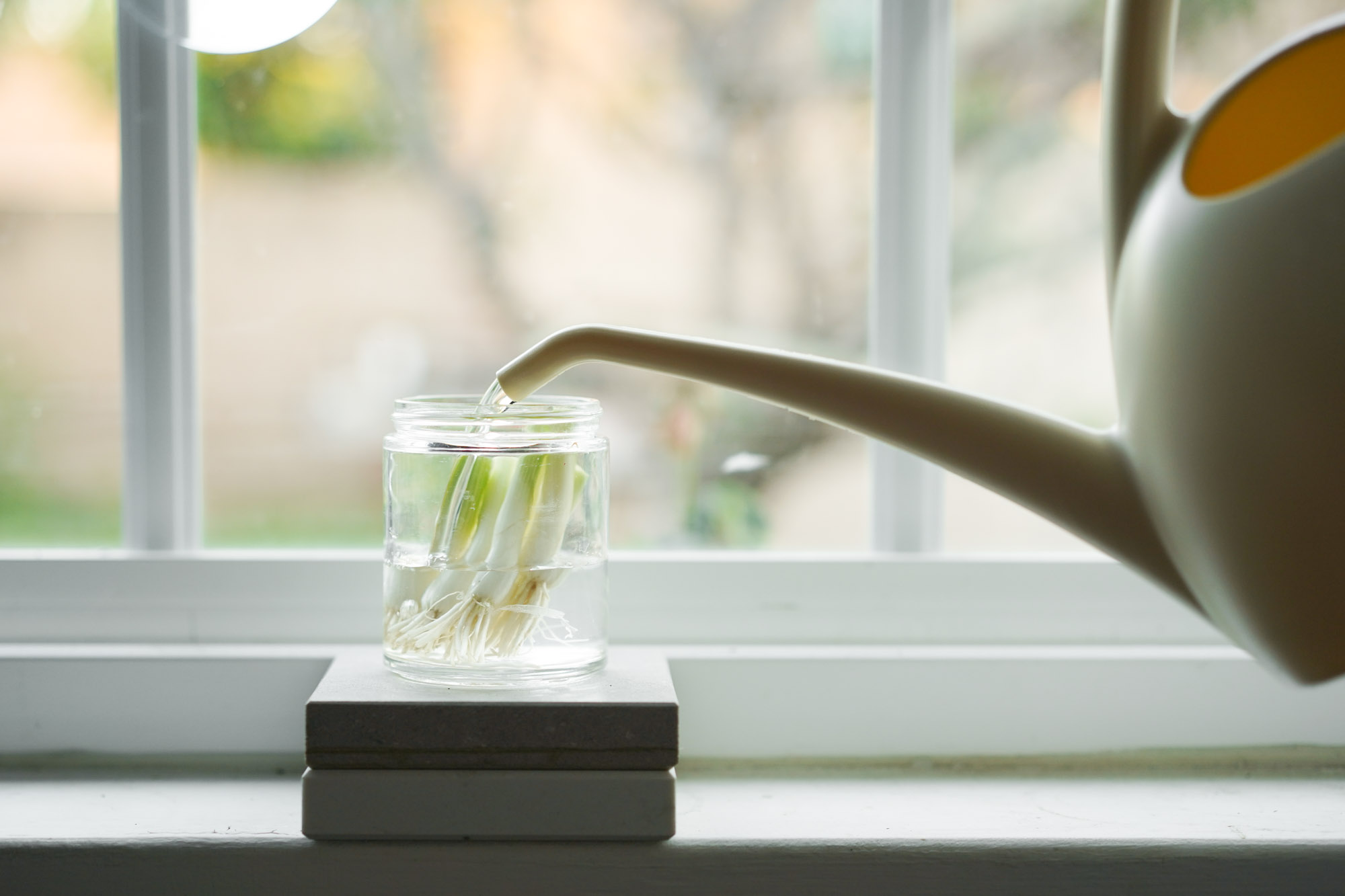 pouring water into cup of green onion cuttings