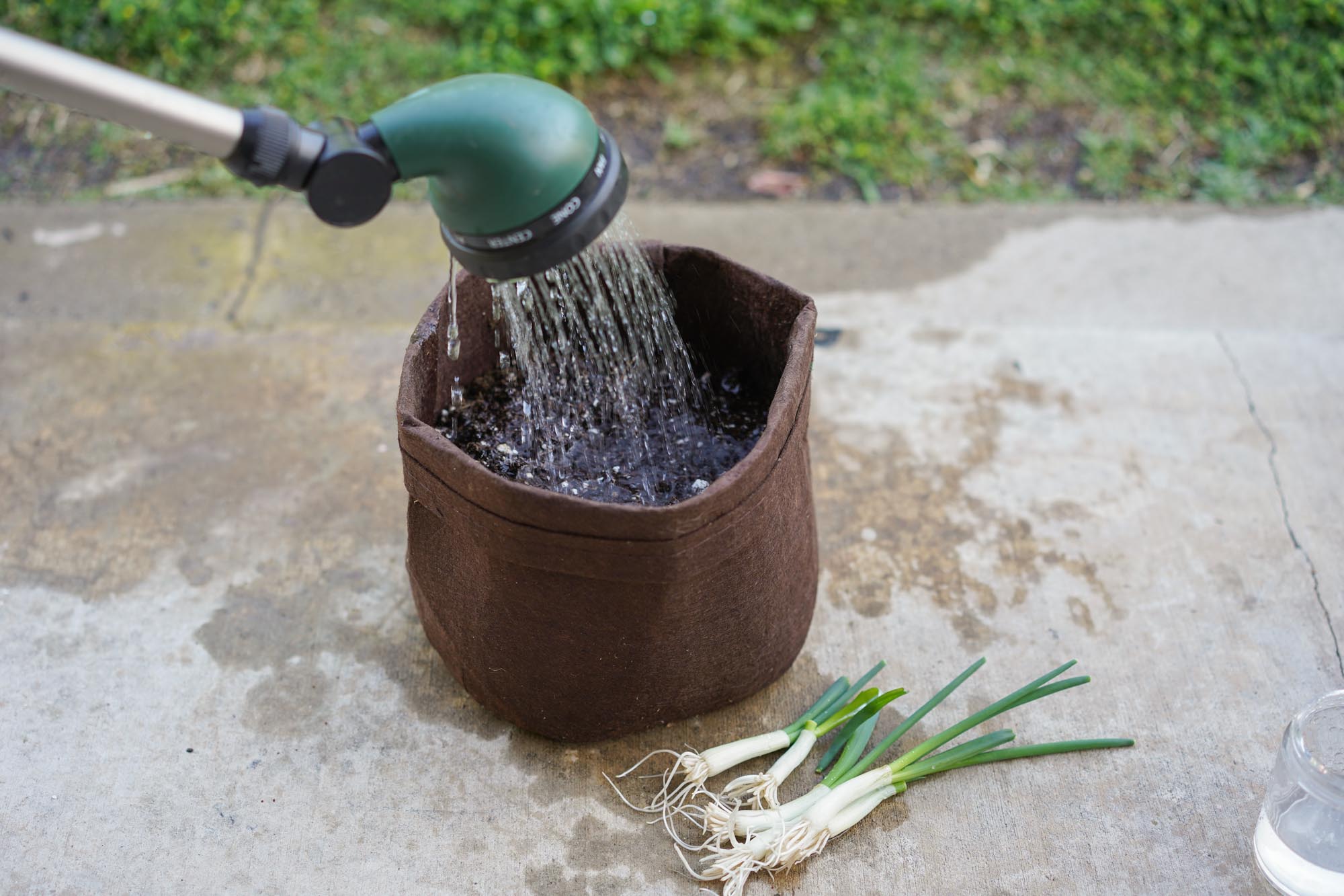 watering grow bag of soil
